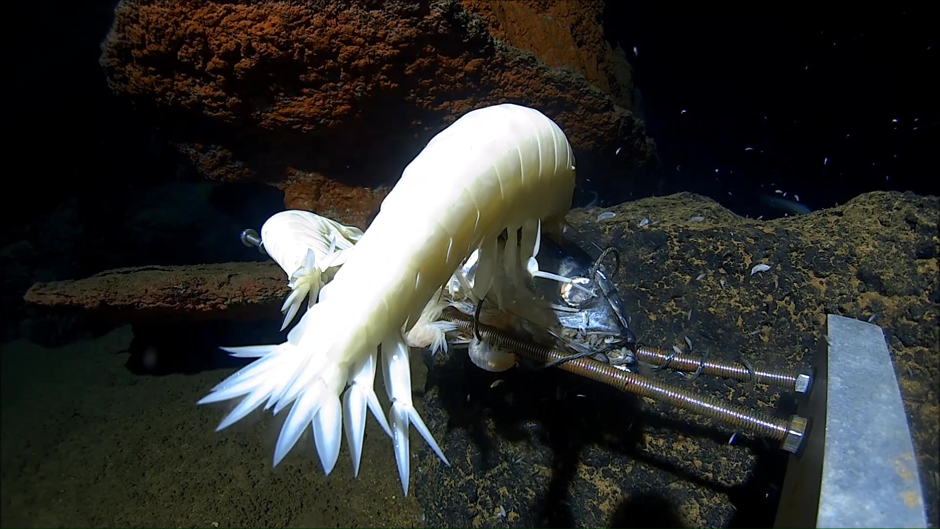 Scientists drop cameras 9,100m deep off coast of Japan. What they find baffles them