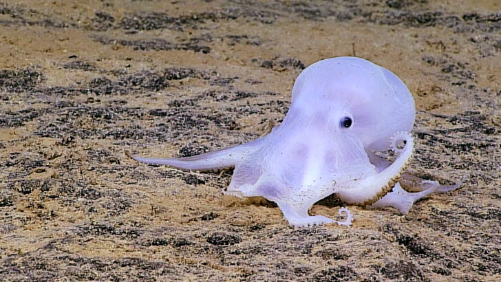 Ghost Octopus Habitat Hangs in Balance Amid China’s Deep-Sea Mining Surge