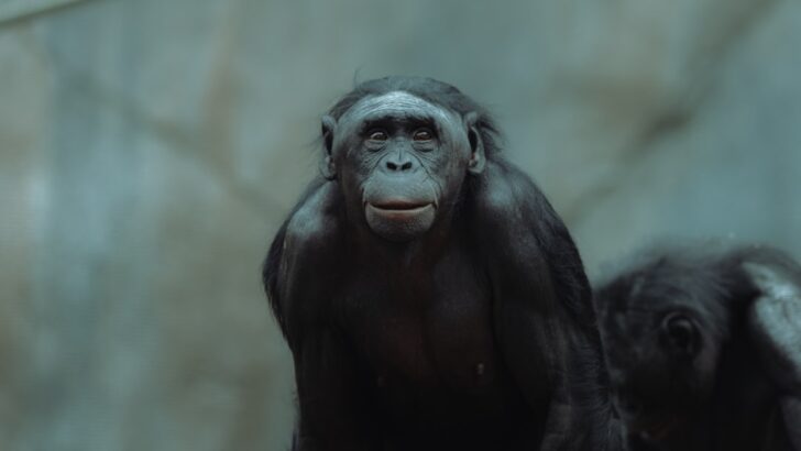 Bonobos’ Peaceful Image Shaken After Deadly Rival Group Attack Leaves Infant Dead