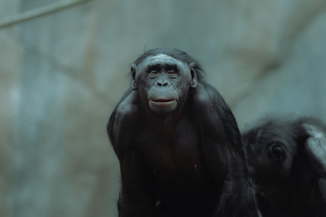 Bonobos' peaceful reputation cracks after a rival group attack leaves an infant dead