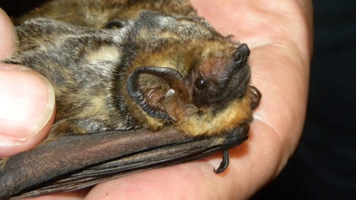 GPS Tracking Reveals Pond Bats’ Secret Night Habits
