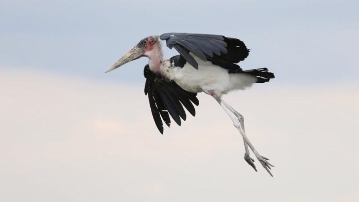 Stork’s Karate-Style Leap Fends Off Two Jackals in National Park Clash