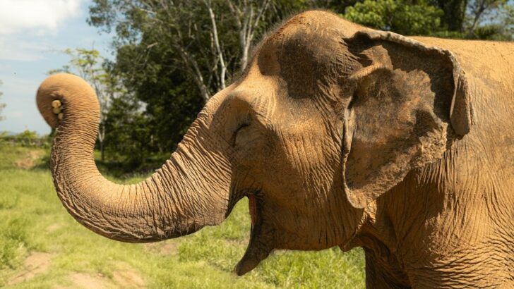 Cheeky Elephants Turn Safari Visit into Groin-Smacking Prank for Tourist