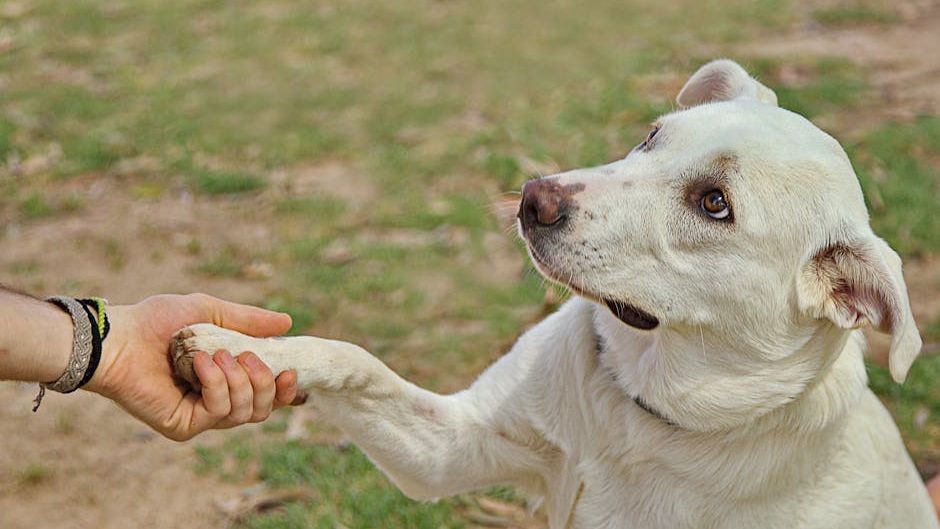 10 Things Every Dog Will Do When Treated With Love and Kindness
