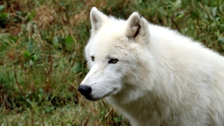 What Type of Wolf Are You According to Your Zodiac Sign