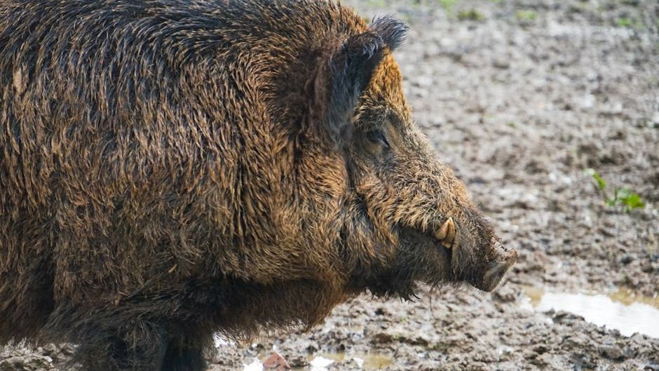 8 Animals in Texas That Are Expanding Their Territory