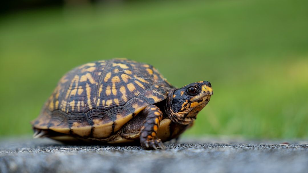 10 Animals in South Carolina That Love Warm Climates