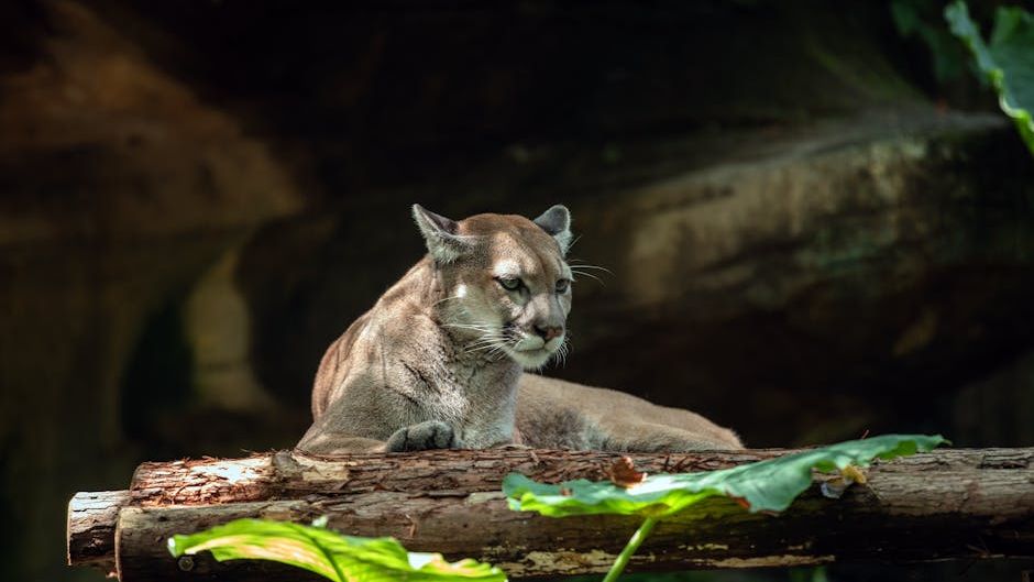Top US States Seeing a Return of Wildlife And Habitat Recovery