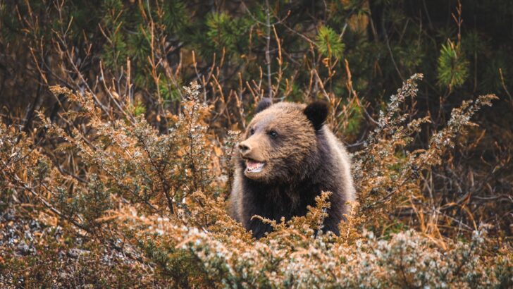 Relocated Grizzly Emerges with Twin Cubs in Wyoming’s Teton Wilderness