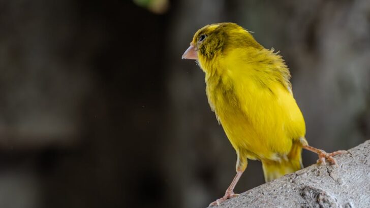 More Than 700,000 Wild African Birds Entered Hong Kong and Singapore in Unregulated Trade Over The Last 15 Years