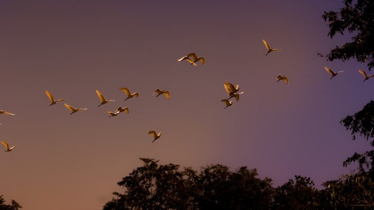 Millions of Birds Fly Over Washington at Night During Spring Migration