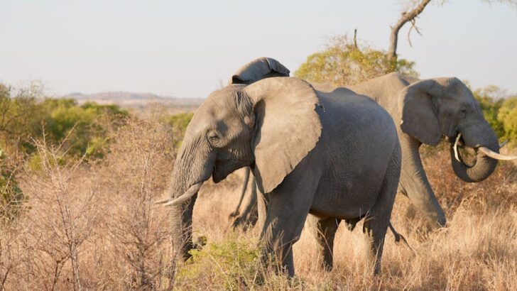 African Elephant Genomes Reveal A Lost Continental Connection and Increasingly Isolated Future
