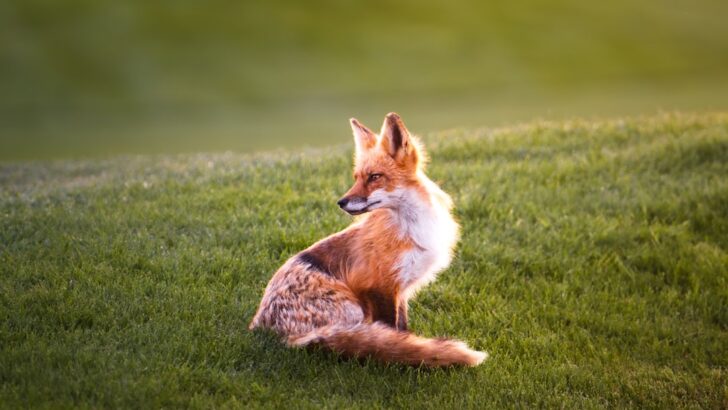 Foxes and Birds May Act as ‘Early Warning System’ for Antibiotic Resistance in Ecosystems