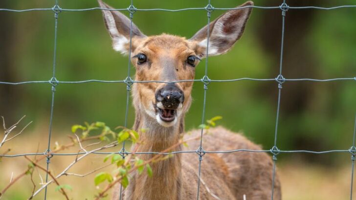 Deer Freed from Roadside Fence Trot Off into Freedom After Heartwarming Rescue