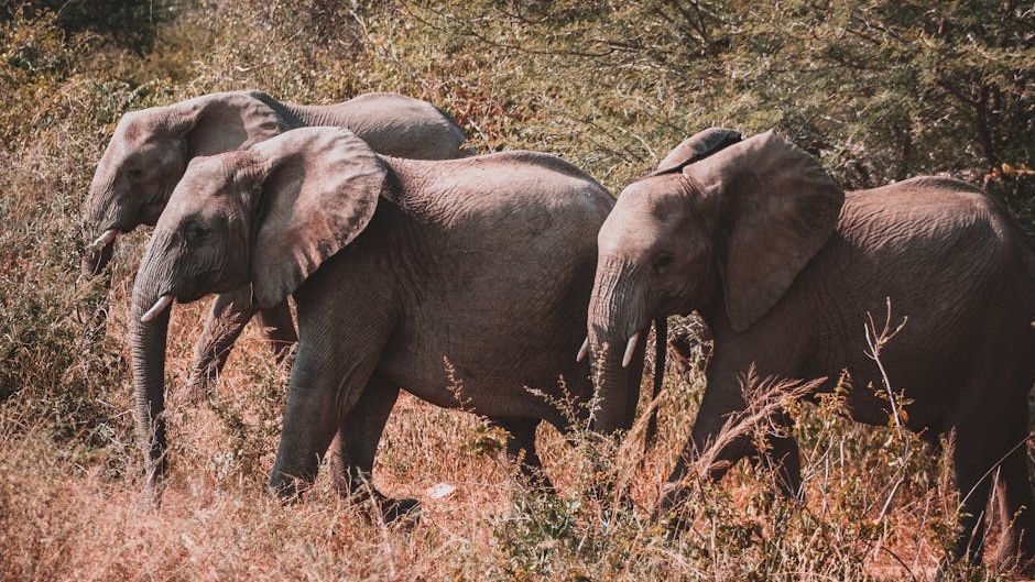 Territorial Rhino Clash Forces Elephant Herd to Scatter in African Bushveld