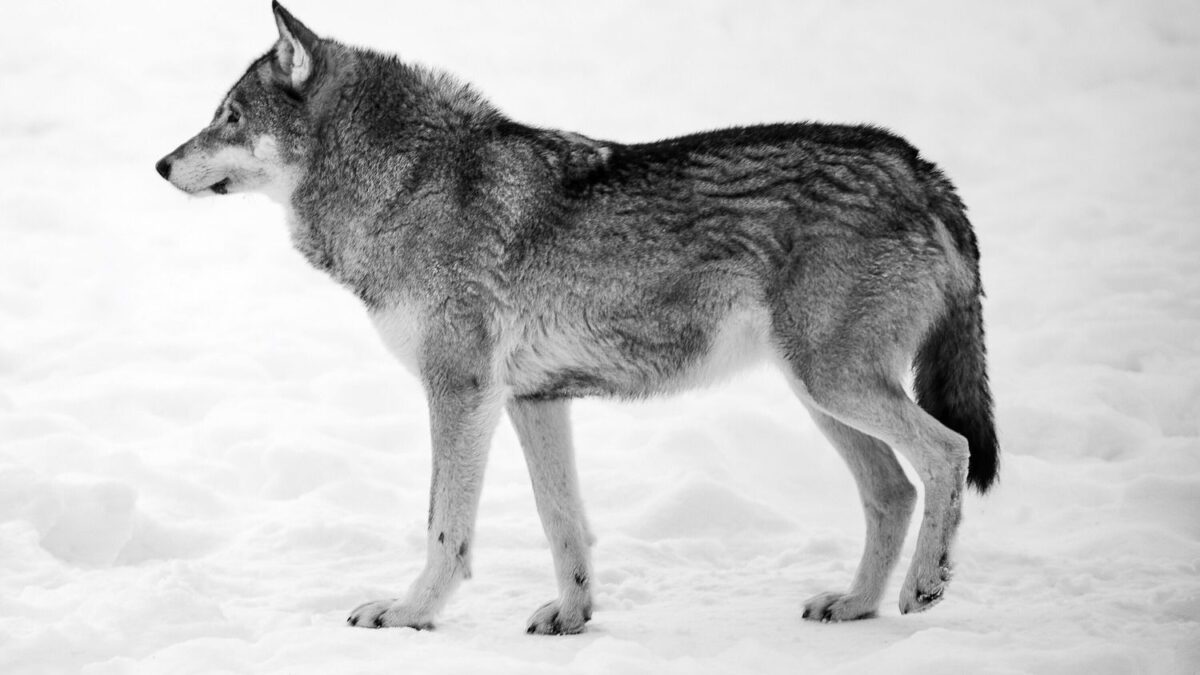 Wolves Are Returning to California - And It's Changing the Landscape Forever