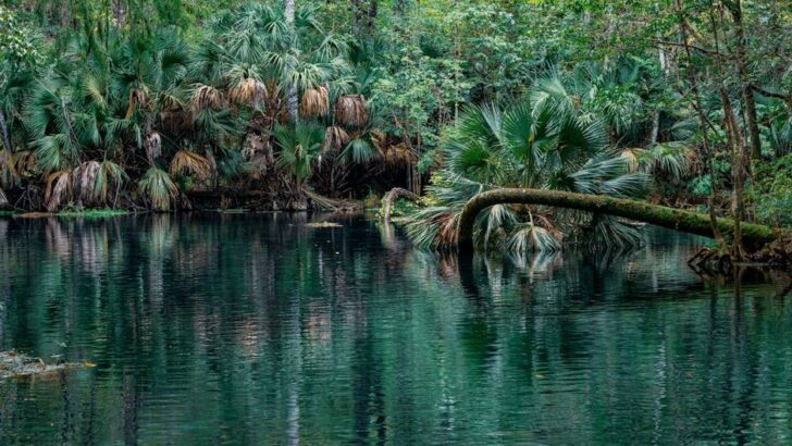 This Rare Animal Has Returned To Florida’s Ocala National Forest