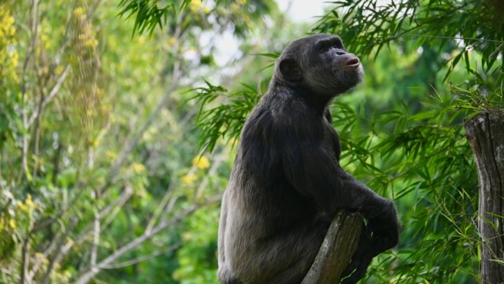 Chimpanzee’s Floorboard Symphony Hints at Deep Roots of Human Music