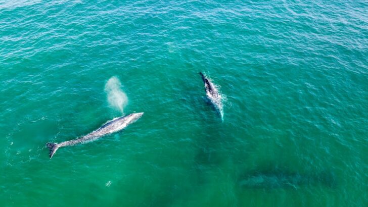 San Francisco Bay Emerges as Perilous Refuge for Climate-Stressed Gray Whales