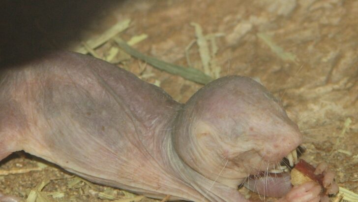 Researchers Find Naked Mole-Rat Queens Yield Power Without Violence, Challenging Long-Held Beliefs