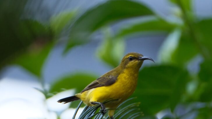 Hawaii’s Songbirds Raid Neighbors’ Nests, Adding Pressure to Fragile Environment