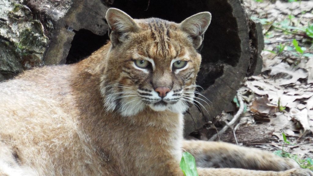Meet the 10 Most Fascinating Wild Animals Returning to Illinois' Diverse Habitats