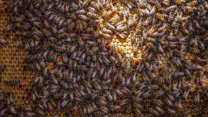 Beekeepers Report U.S. Honey Bee Colonies Suffered Record 56% Losses Between 2024-2025, Raising Alarm