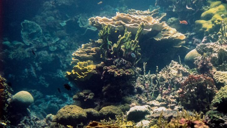 Scientists Propose Selective Survival Strategy to Protect Coral Reefs from Future Heat Waves