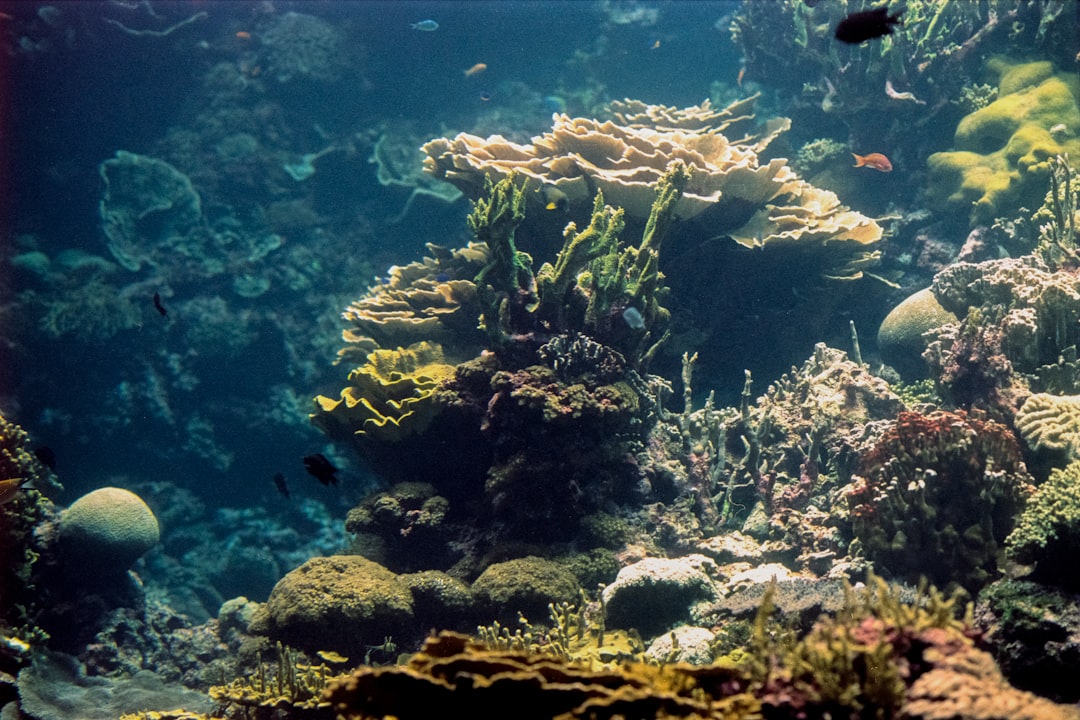 Saving coral reefs will require ruthless selection over generations to beat future heat waves