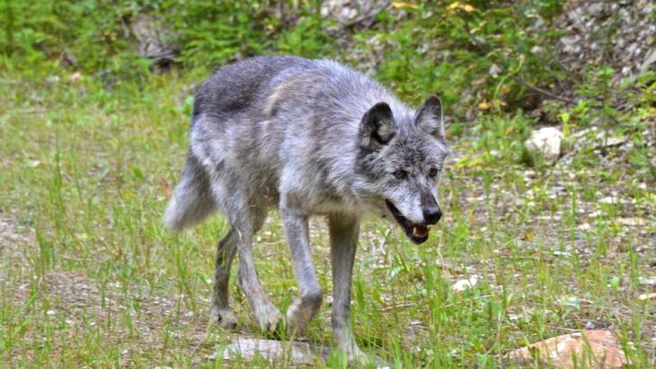12 States Where Expanding Wolf Populations Are Restoring Natural Ecosystem Balance