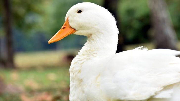 Clingy Duck Eleanor Quacks in Fierce Protest Every Time Mom Tries to Set Her Down