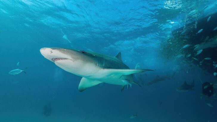Diver’s 9-Foot Lemon Shark Best Friend Channels Golden Retriever Energy in Bahamian Waters