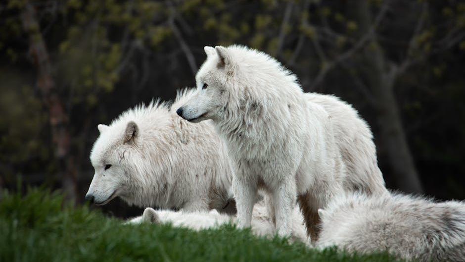 California's Wild Is Coming Back to Life With the Return of Wolves