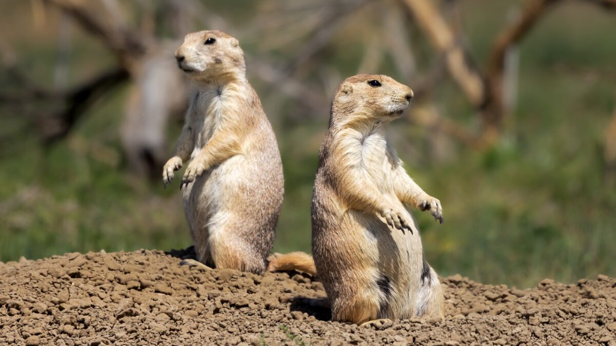 8 Underground Animals That Play a Vital Role in the Ecosystem