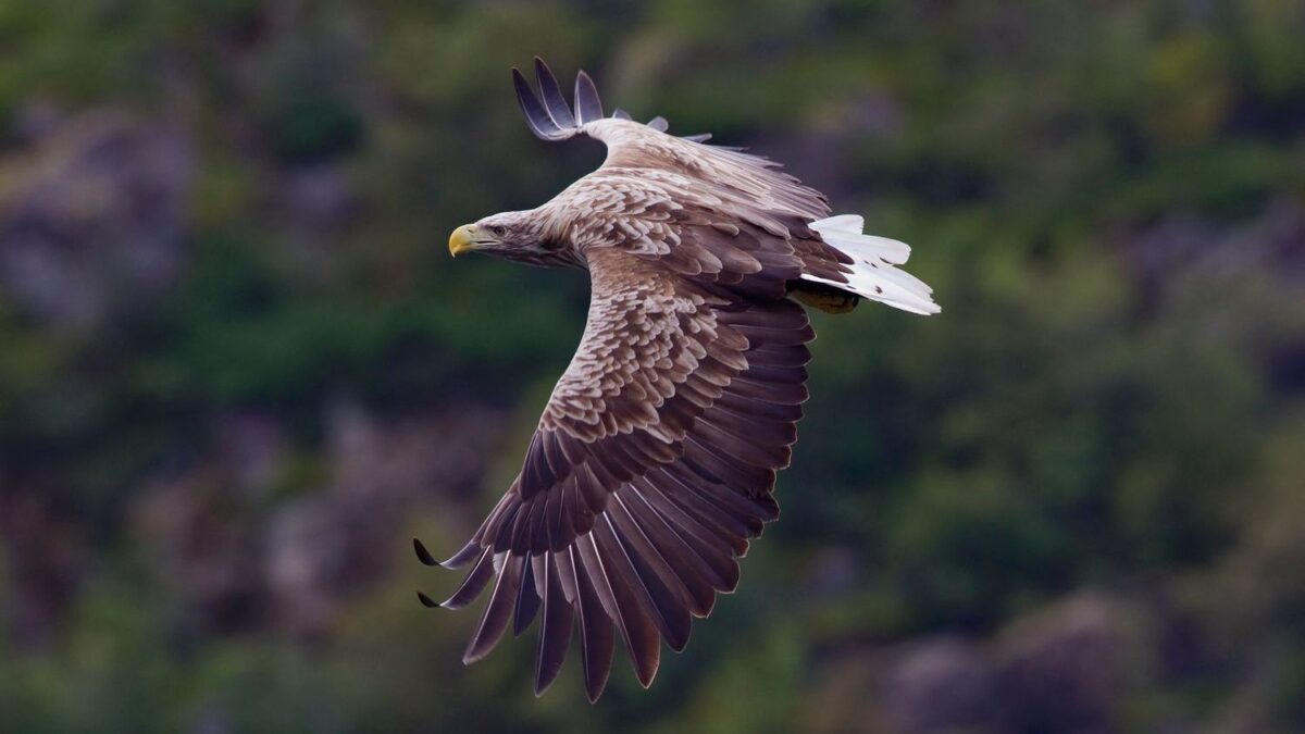 The Resurgence of Native Species Is a Testament to Dedicated Conservation Efforts