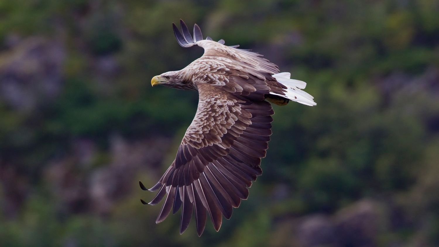 The Resurgence of Native Species Is a Testament to Dedicated Conservation Efforts - Animals Around The Globe