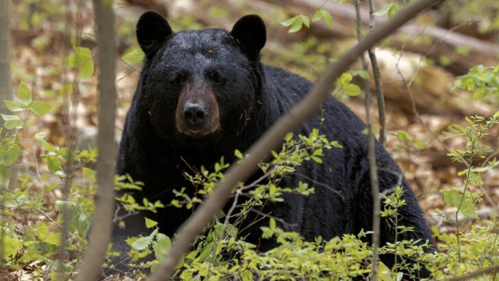 Officials Warn of Rising Black Bear Encounters in Arkansas, Urge Caution