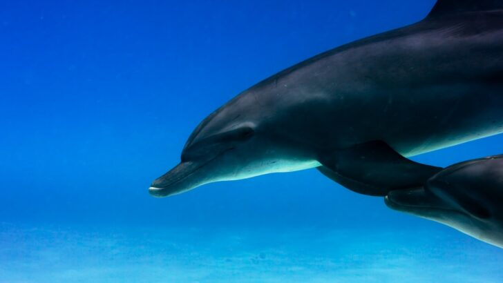 Toxic Forever Chemicals Detected in Dolphin Milk, Raising Concerns for Nursing Calves
