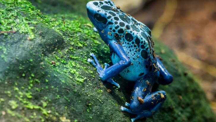Poison Frogs Built Their Chemical Defenses Through Gradual Evolutionary Steps