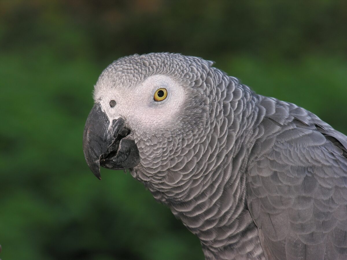 Parrots are not just mimicking words—they use proper names like humans to identify individuals