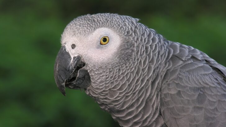 Parrots Do More Than Mimic Words, They Use Proper Names to Address Specific Individuals