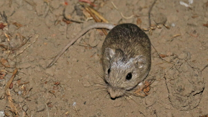 North America’s Rarest Mouse Shows Genetic Adaptations to Climate Change