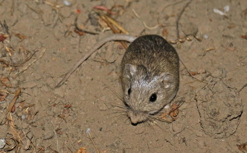 One of the world's rarest mouses is adapting to climate change
