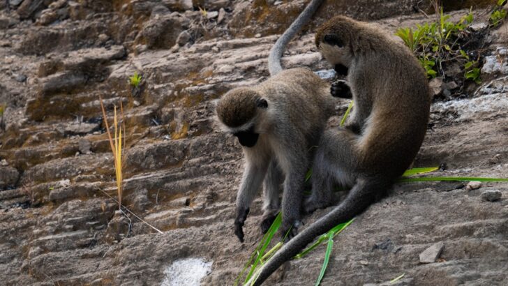 Langur Mother’s Heart-Stopping Cliff Climb Exposes Brutal Primate Power Struggles