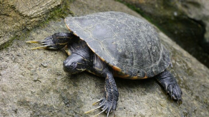 Wildlife Drama Unfolds As Terrapin Tosses Smaller Companion Back into Water