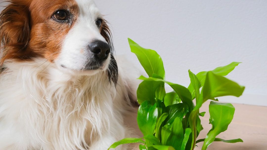 6 Common Garden Plants Toxic to Cats and Dogs