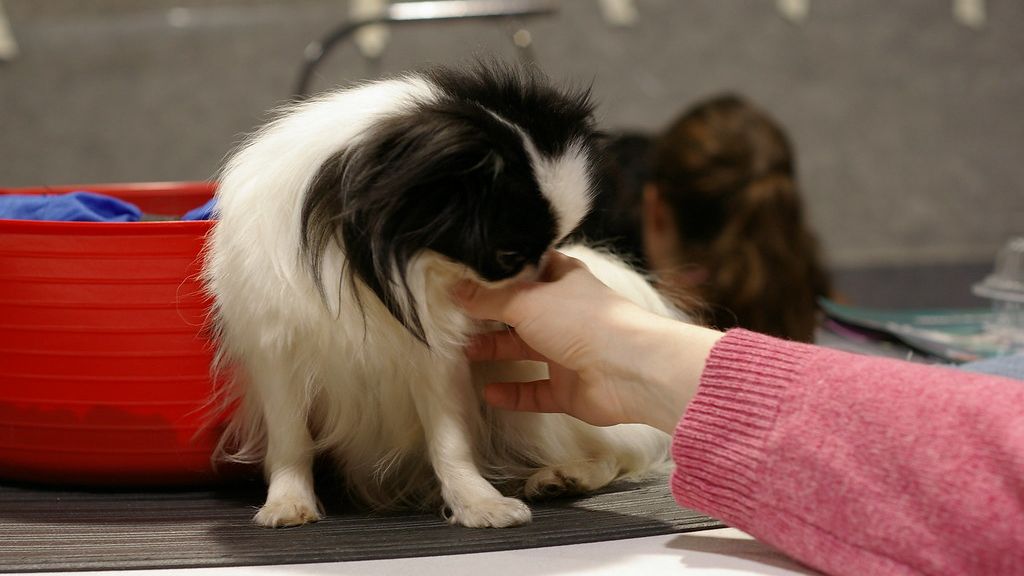 10 Unique Ways Dogs Show They Forgive You After a Scolding
