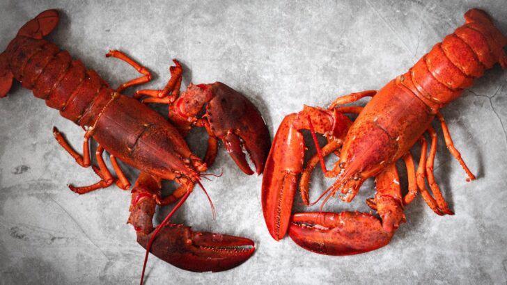 Study Suggests Lobsters Can Feel Pain, Sparks Debate Over Boiling Lobsters Alive