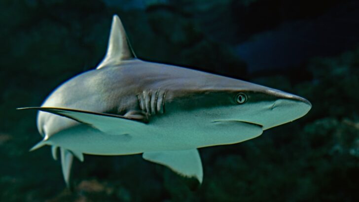 Warm-Bodied Sharks and Tunas Struggle as Oceans Heat Up Worldwide