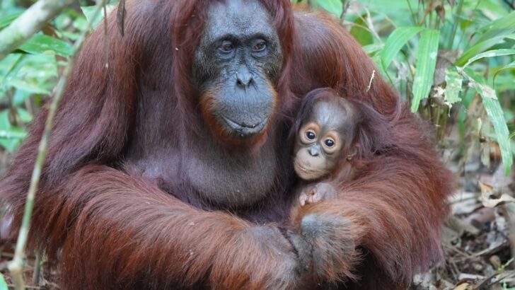 Madrid Zoo Celebrates Birth of Critically Endangered Orangutan Baby
